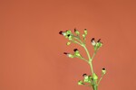 Scrophularia californica (IMG_0081_1.jpg)