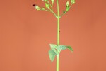 Scrophularia californica (IMG_0082_1.jpg)