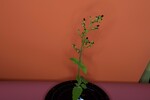 Scrophularia californica (IMG_0082.jpg)