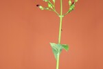 Scrophularia californica (IMG_0083_1.jpg)