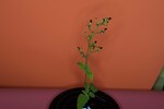 Scrophularia californica (IMG_0083.jpg)