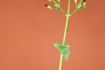 Scrophularia californica (IMG_0084_1.jpg)