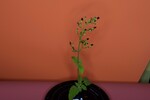 Scrophularia californica (IMG_0084.jpg)