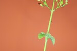 Scrophularia californica (IMG_0085_1.jpg)