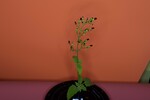Scrophularia californica (IMG_0085.jpg)