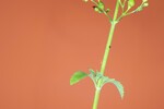 Scrophularia californica (IMG_0086_1.jpg)