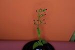 Scrophularia californica (IMG_0086.jpg)