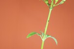 Scrophularia californica (IMG_0087_1.jpg)