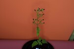 Scrophularia californica (IMG_0087.jpg)