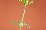 Scrophularia californica (IMG_0088_1.jpg)
