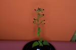 Scrophularia californica (IMG_0088.jpg)