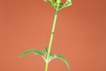 Scrophularia californica (IMG_0089.jpg)