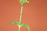 Scrophularia californica (IMG_0090.jpg)