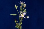Symphyotrichum chilense (IMG_0007.jpg)