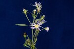 Symphyotrichum chilense (IMG_0008.jpg)