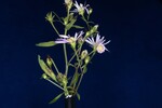 Symphyotrichum chilense (IMG_0065.jpg)