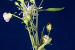 Symphyotrichum chilense (IMG_0094.jpg)