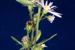 Symphyotrichum chilense (IMG_0104.jpg)