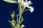 Symphyotrichum chilense (IMG_0105.jpg)