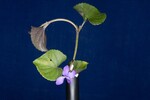 Viola odorata (IMG_0154.jpg)