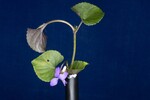 Viola odorata (IMG_0155.jpg)