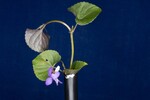 Viola odorata (IMG_0156.jpg)