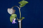 Viola odorata (IMG_0157.jpg)