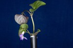Viola odorata (IMG_0158.jpg)