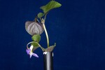 Viola odorata (IMG_0159.jpg)