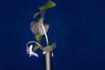 Viola odorata (IMG_0160.jpg)