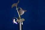 Viola odorata (IMG_0162.jpg)