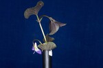 Viola odorata (IMG_0163.jpg)