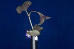 Viola odorata (IMG_0164.jpg)