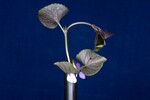 Viola odorata (IMG_0167.jpg)