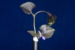 Viola odorata (IMG_0168.jpg)