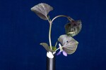 Viola odorata (IMG_0169.jpg)
