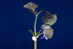 Viola odorata (IMG_0170.jpg)