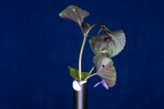 Viola odorata (IMG_0171.jpg)