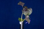 Viola odorata (IMG_0172.jpg)