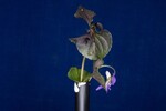 Viola odorata (IMG_0173.jpg)