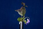 Viola odorata (IMG_0174.jpg)