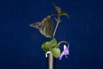 Viola odorata (IMG_0175.jpg)