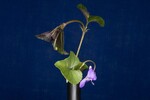 Viola odorata (IMG_0176.jpg)