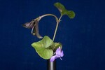 Viola odorata (IMG_0177.jpg)