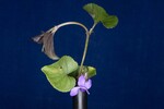 Viola odorata (IMG_0178.jpg)