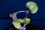 Viola odorata (IMG_0179.jpg)