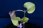 Viola odorata (IMG_0180.jpg)