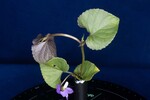 Viola odorata (IMG_0181.jpg)