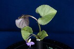 Viola odorata (IMG_0182.jpg)