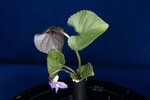 Viola odorata (IMG_0183.jpg)